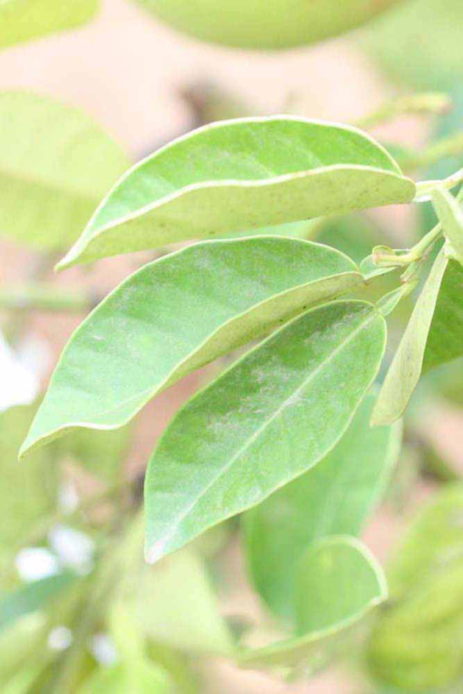              Sun leaves (Riverside, CA)       